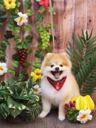 20230826モコくん